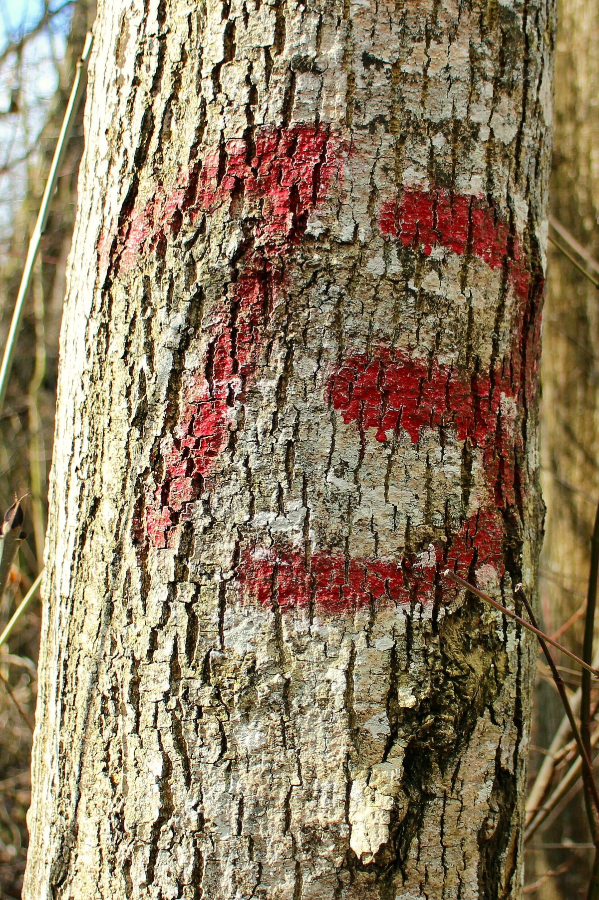 Czerwony napis trzynaście na drzewie